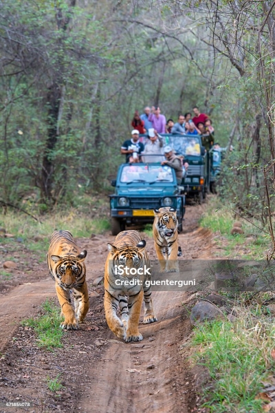 wildlife